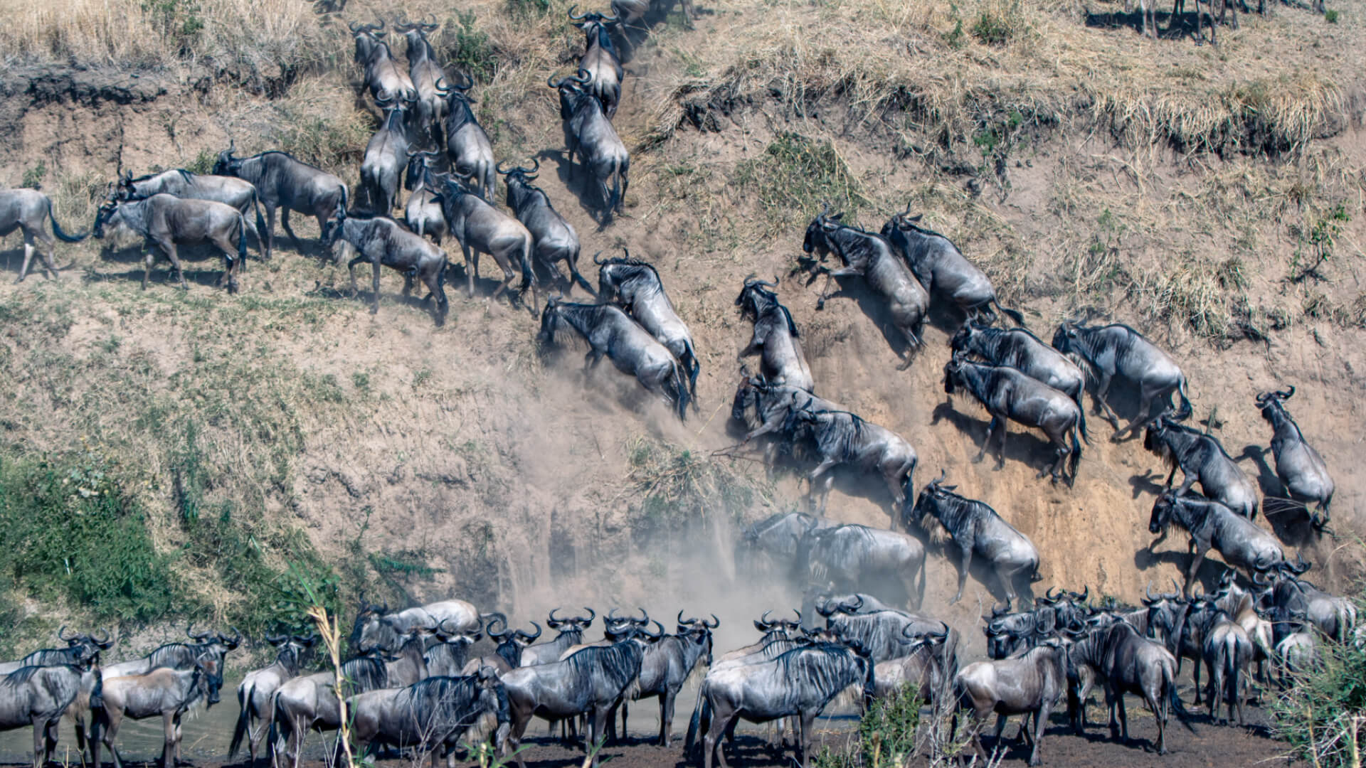 Serengeti Migration