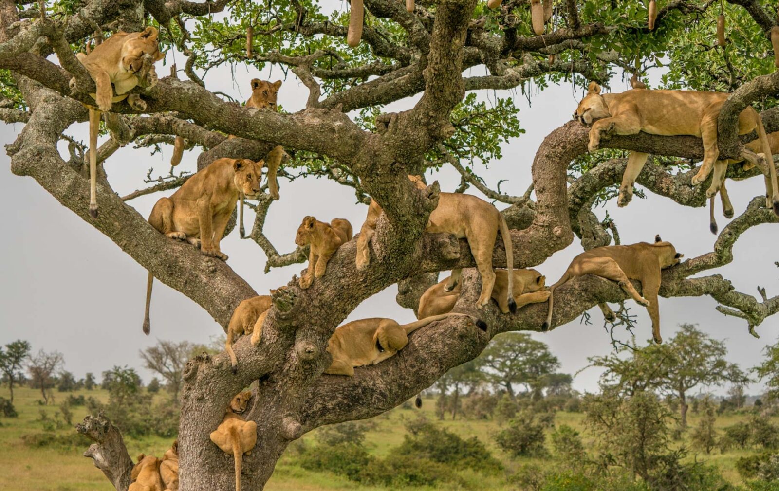 Serengeti Safari