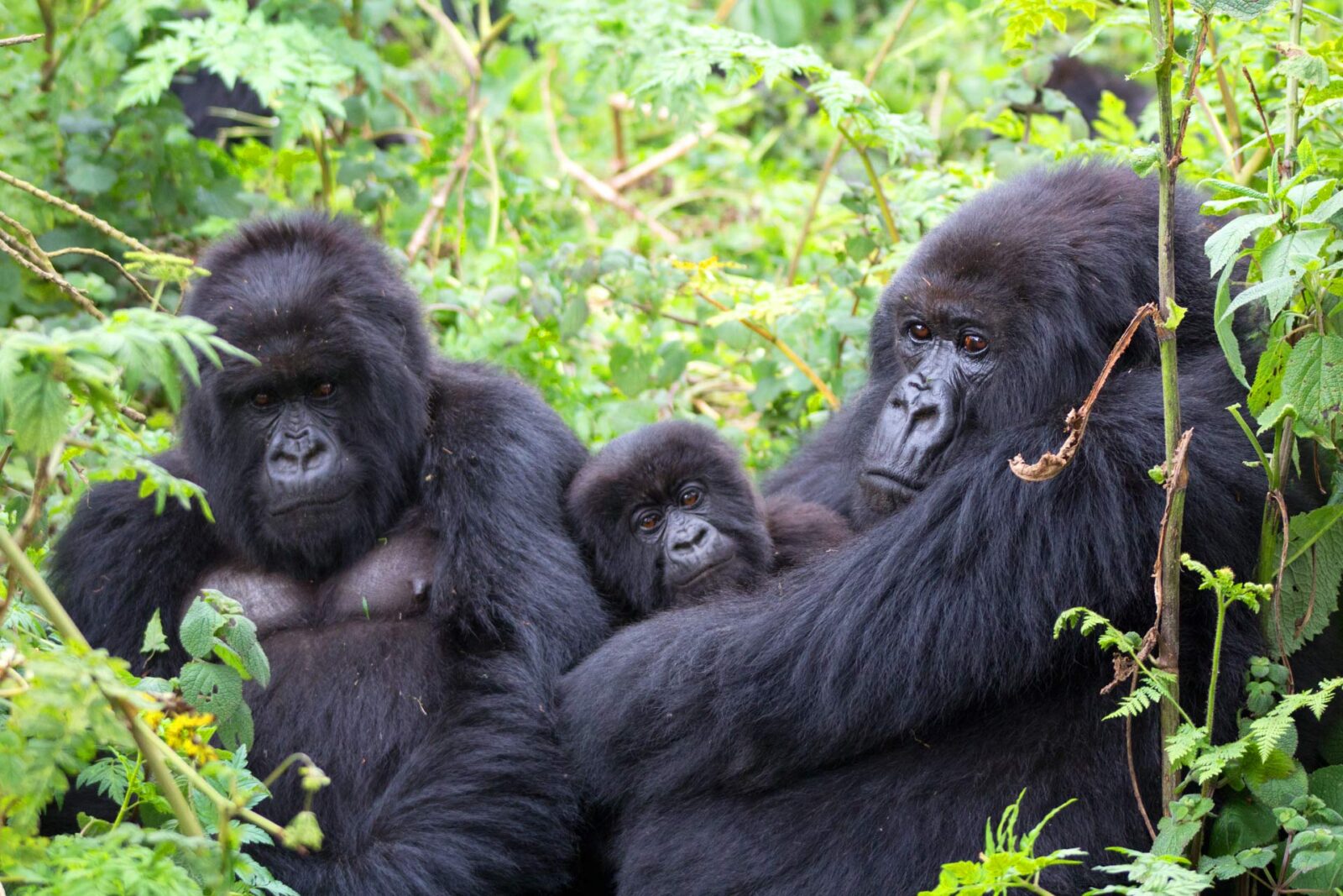 Serengeti and gorilla trekking from Cape Town 7 days kigali (Johannesburg)