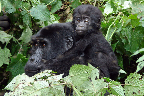 Serengeti and gorilla trekking from Cape Town 7 days kigali (Johannesburg)