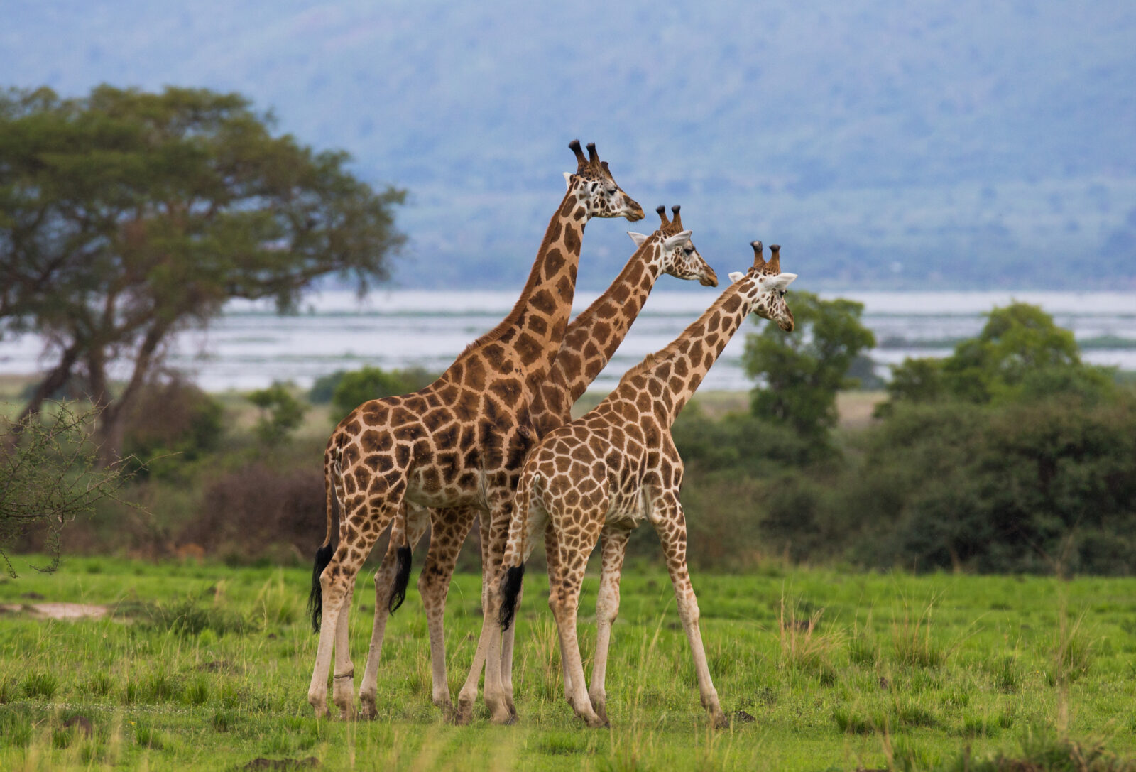 Silhouettes of the Bush