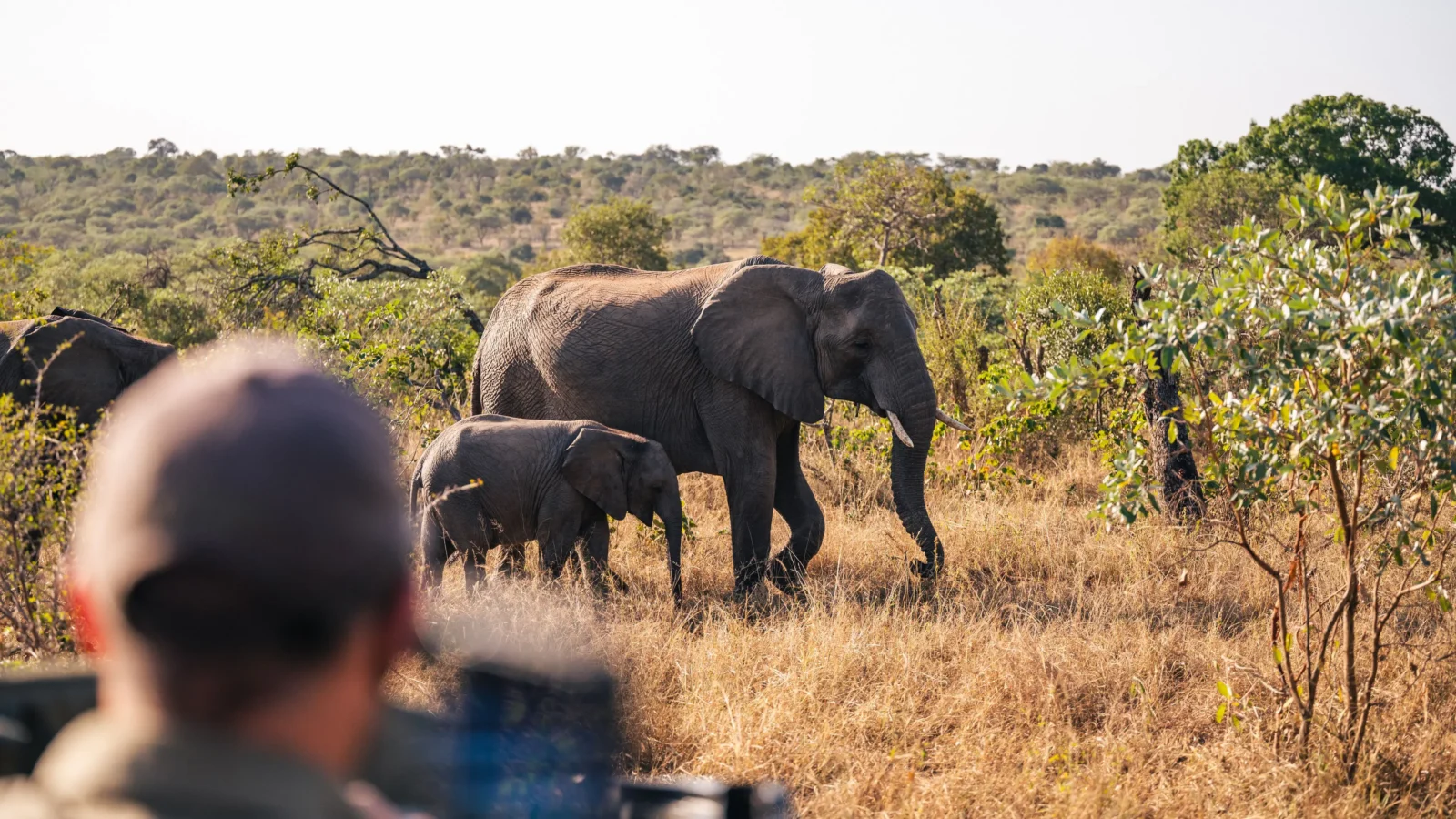 Southern Africa Safari