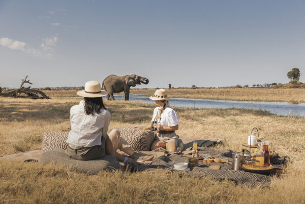 Southern Africa Safari