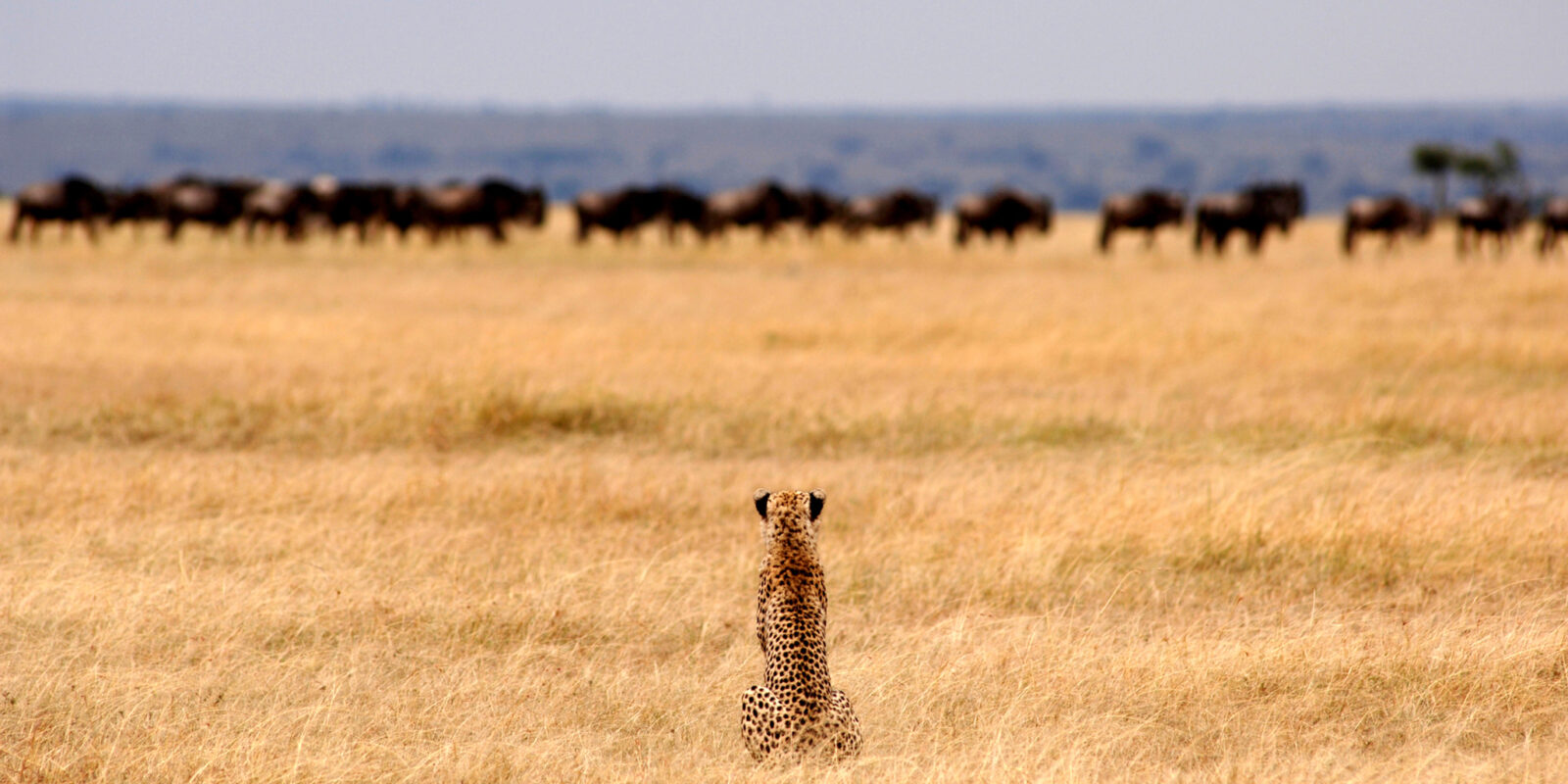Trip of a Lifetime to Serengeti