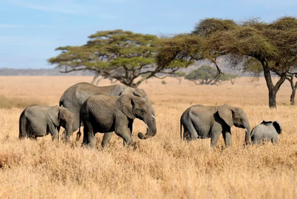 Trip of a Lifetime to Serengeti