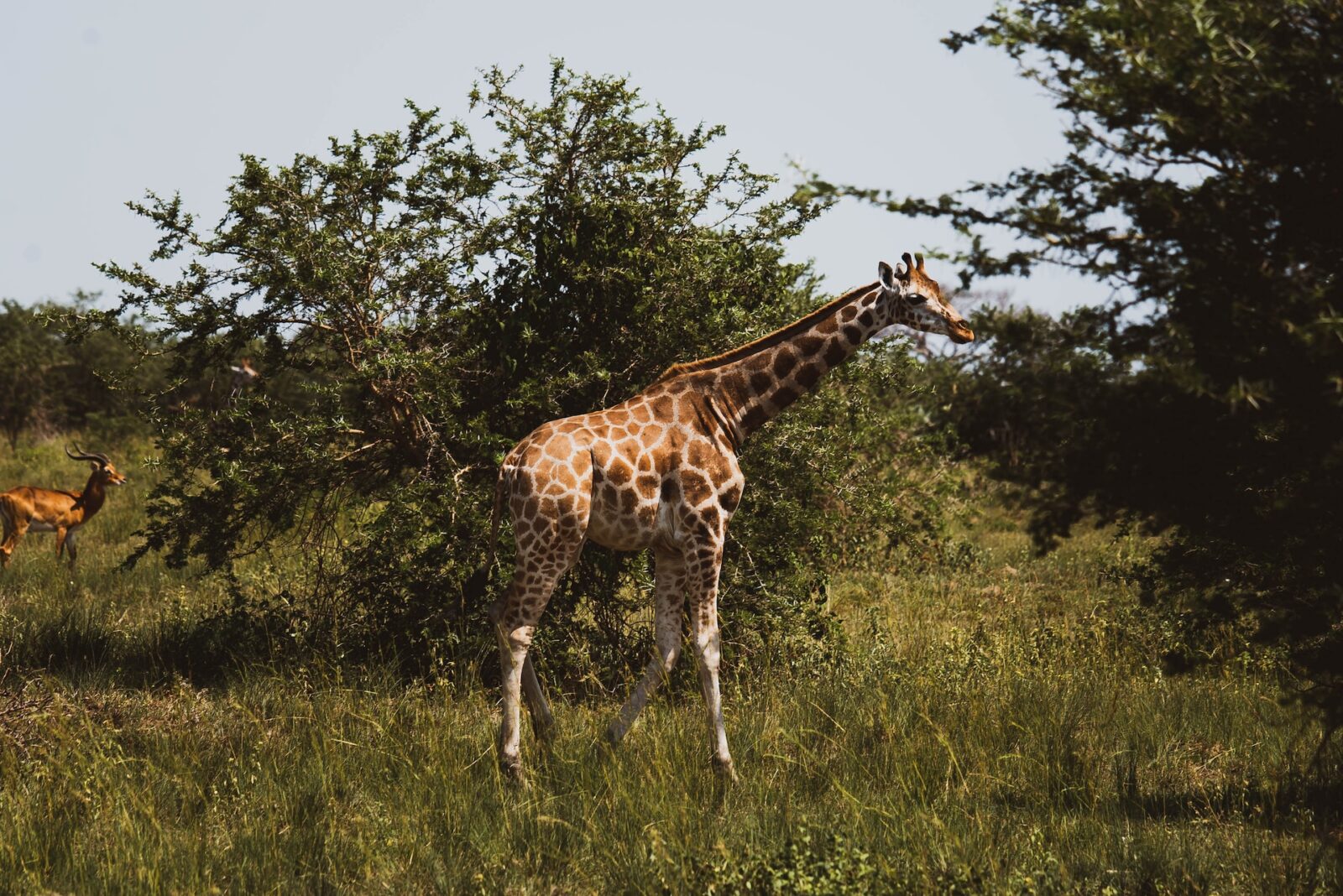 Uganda Wildlife Safari