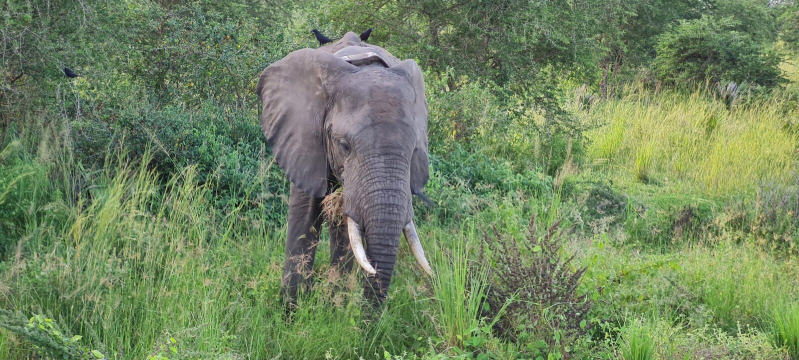 Uganda Wildlife Safari