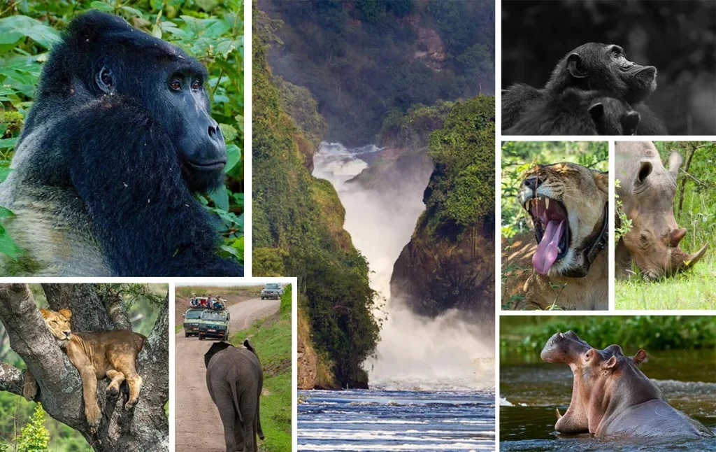 Uganda Wildlife Safari