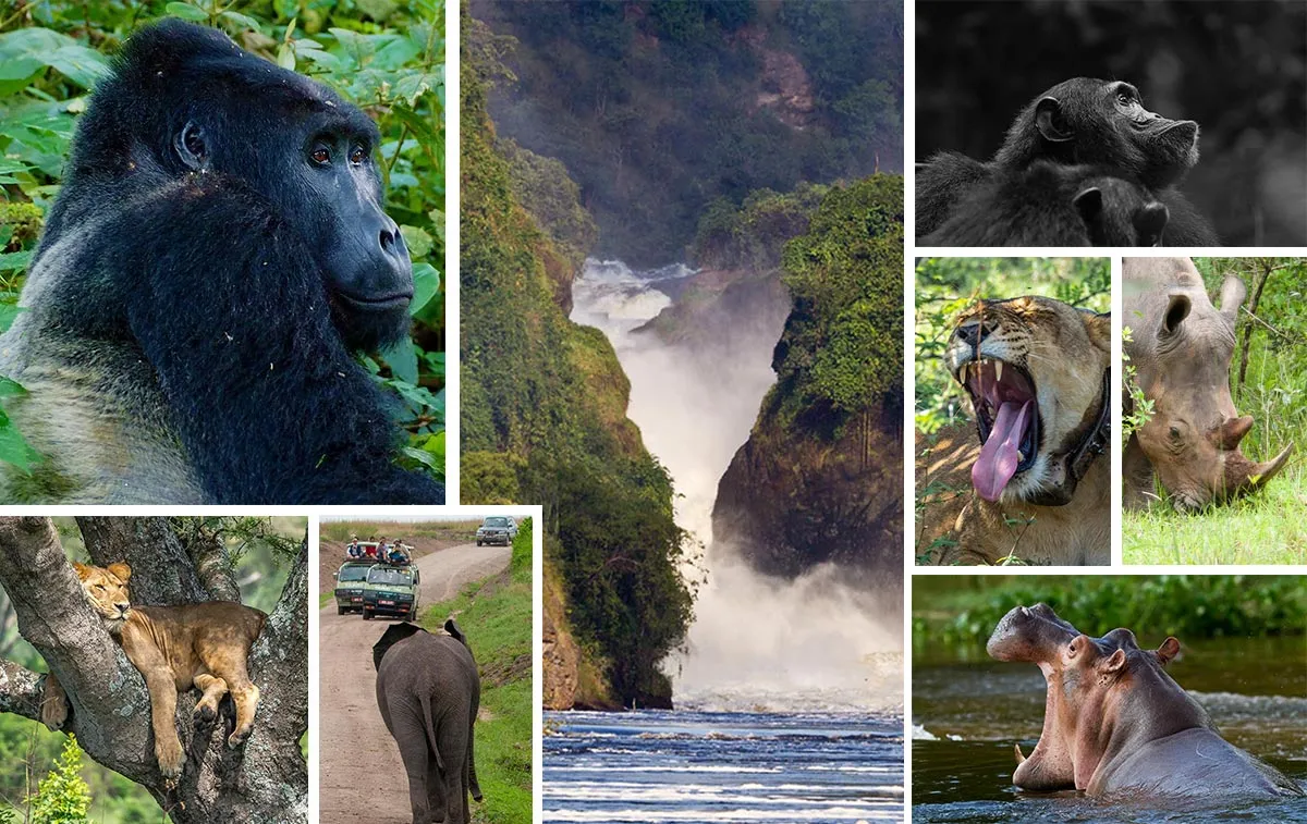 Uganda Wildlife Safari
