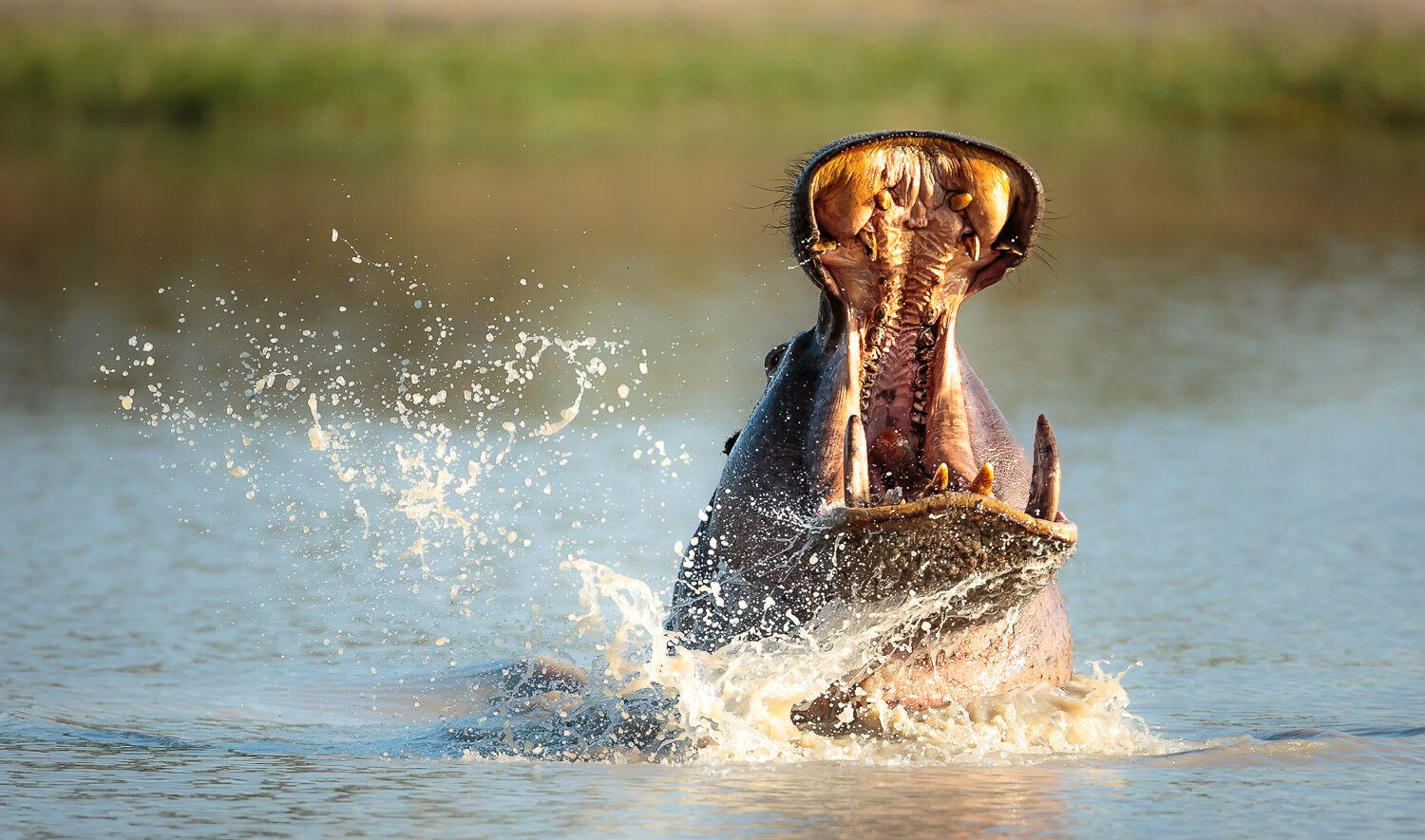 Unforgettable safari experience
