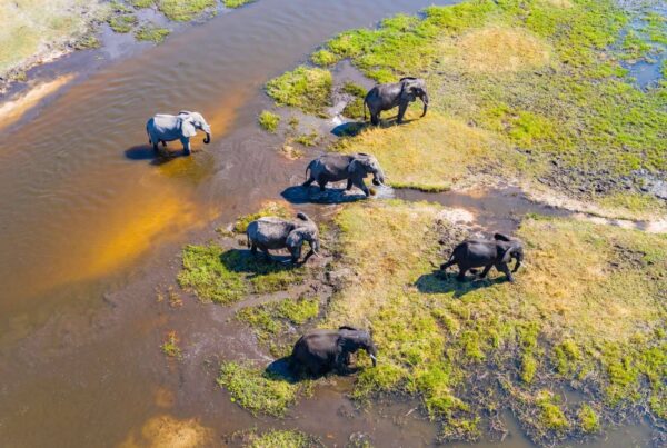 Unforgettable safari experience