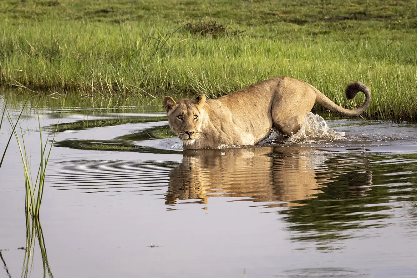 Unforgettable safari experience

