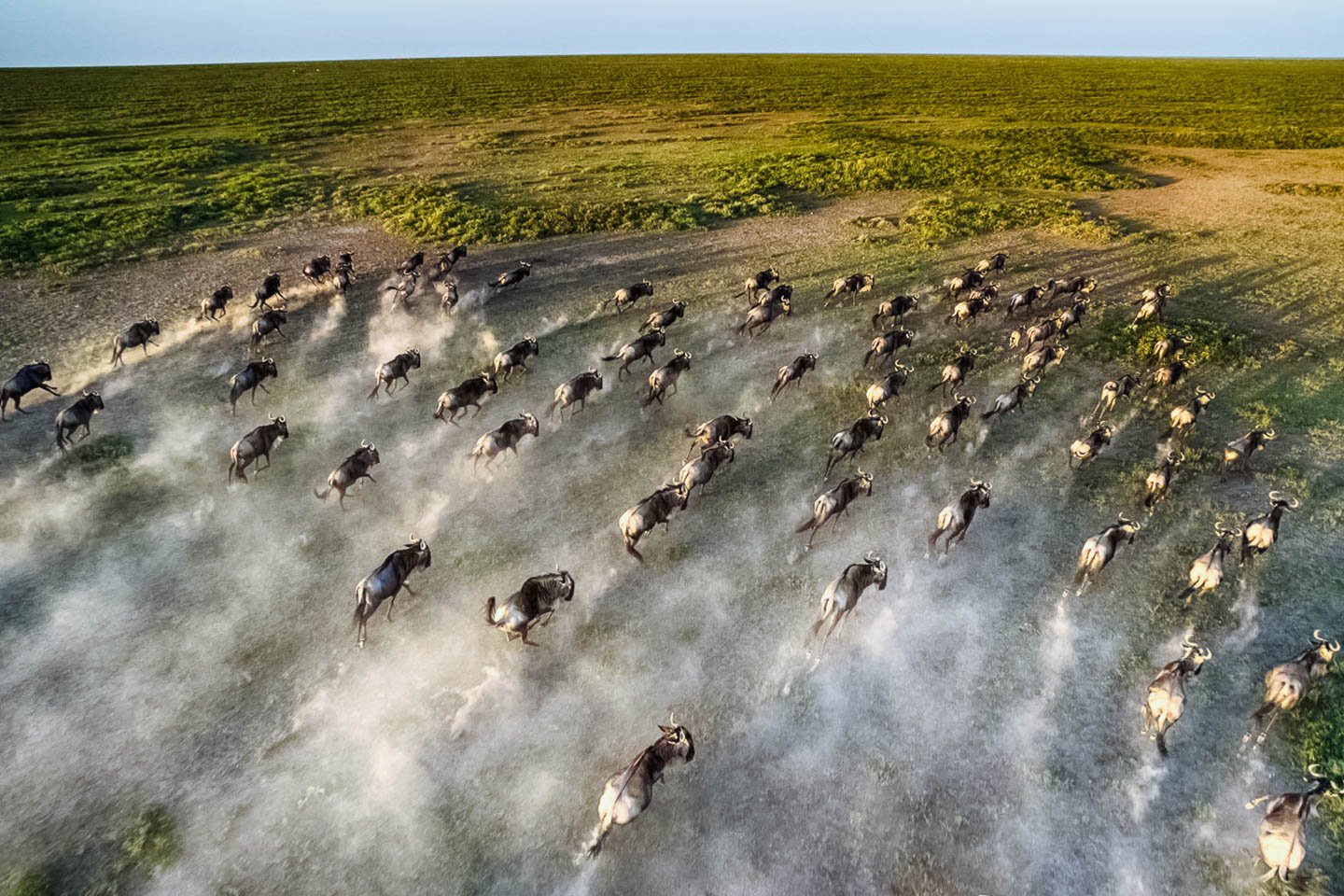 Wildebeest Migration Trips