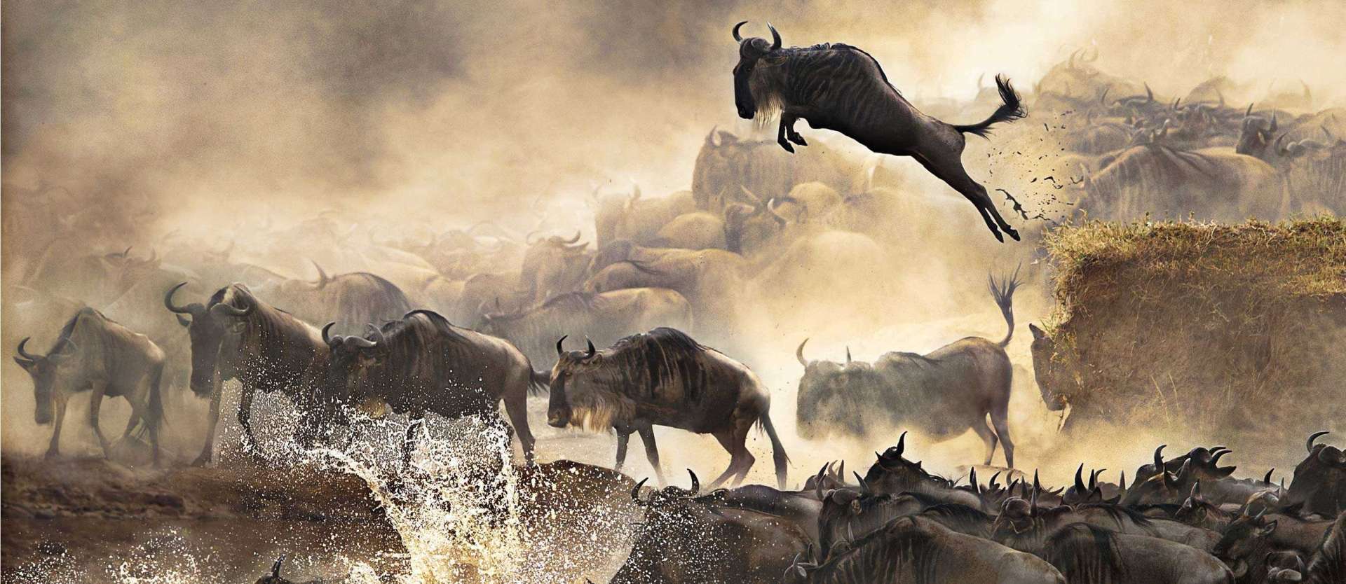 Wildebeest Migration Trips