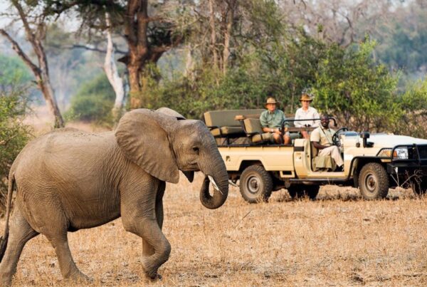 Zambia Safari