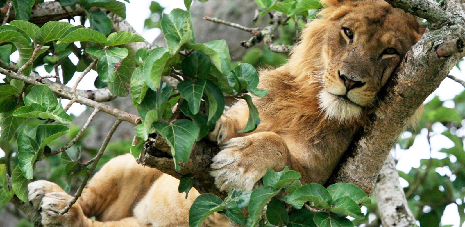 Rwenzori Mountains Kilembe Trail Climbing Itinerary (8–10 Days)